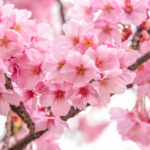 Körsbärsblomsfestivalen – Málagas vackraste