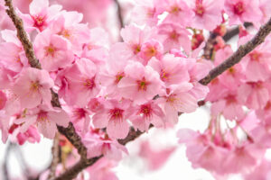 Körsbärsblomsfestivalen – Málagas vackraste