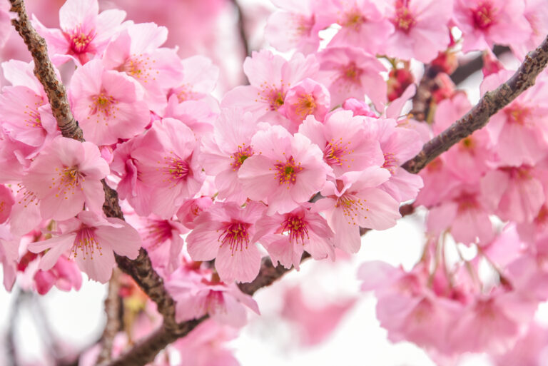 Körsbärsblomsfestivalen – Málagas vackraste