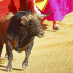 Tjur stångar man till döds på tjurfäktningsarena