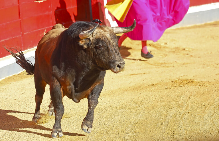 Tjur stångar man till döds på tjurfäktningsarena