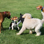 Ny hundpark i Torremolinos