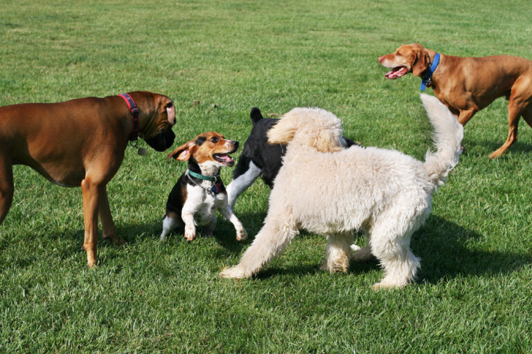 Ny hundpark i Torremolinos