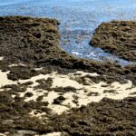 950 ton brunalger rensat från en strand