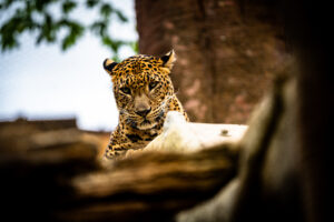 Kvällsäventyr på Bioparc Fuengirola