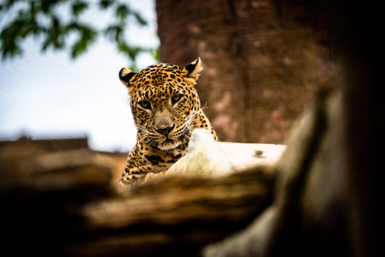 Kvällsäventyr på Bioparc Fuengirola