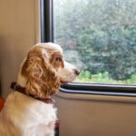 Renfe tillåter hundar upp till 40 kg
