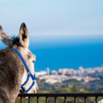 Ny åsnepark byggs i Mijas