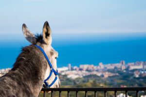 Ny åsnepark byggs i Mijas
